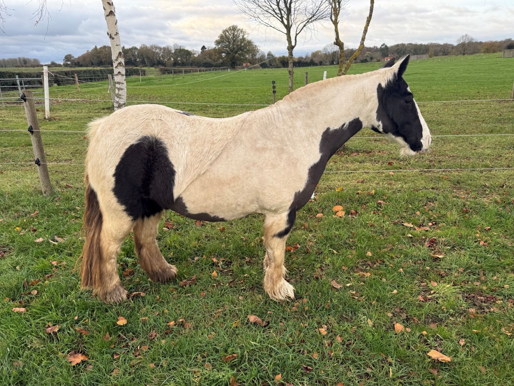 Additional image of Henrietta