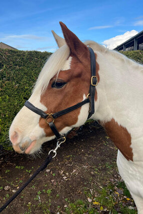 Headshot of Calderberry Sparke - white horse with head collar on