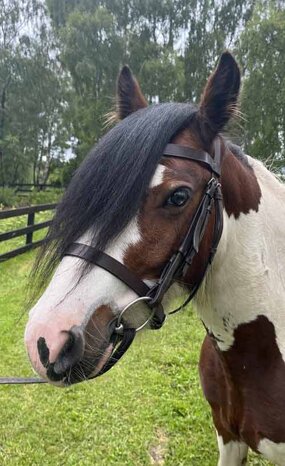 Headshot of Calderberry Sparke - white horse with head collar on