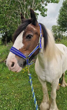 Headshot of Calderberry Sparke - white horse with head collar on