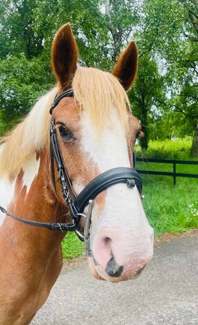 Headshot of Calderberry Sparke - white horse with head collar on