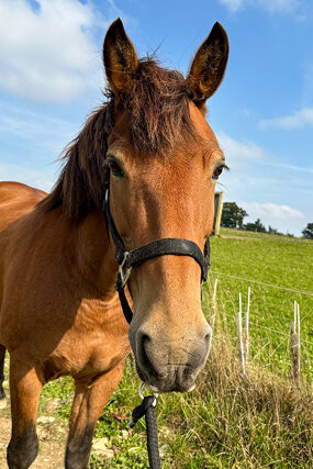 Headshot of Calderberry Sparke - white horse with head collar on