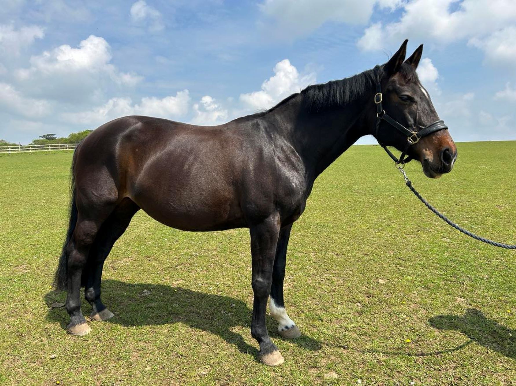 Additional image of Carvalla