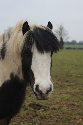 Headshot of Cortina