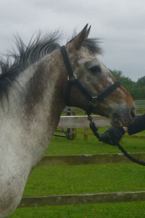 Headshot of Calderberry Sparke - white horse with head collar on