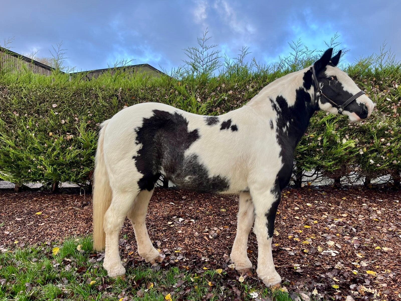 Additional image of Rosie