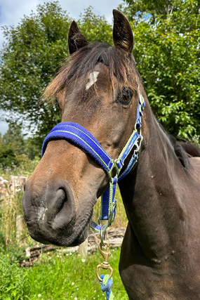 Headshot of Cuthelton Bobby Dazzler