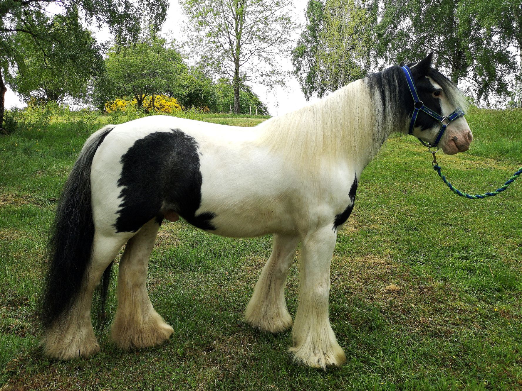 photo of Bullseye