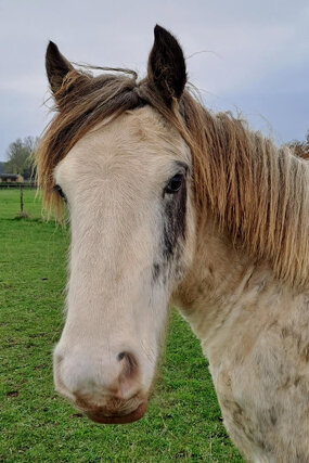 Headshot of Calderberry Sparke - white horse with head collar on