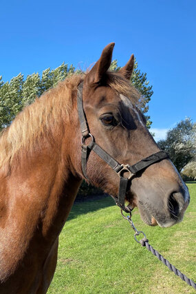 Headshot of Calderberry Sparke - white horse with head collar on