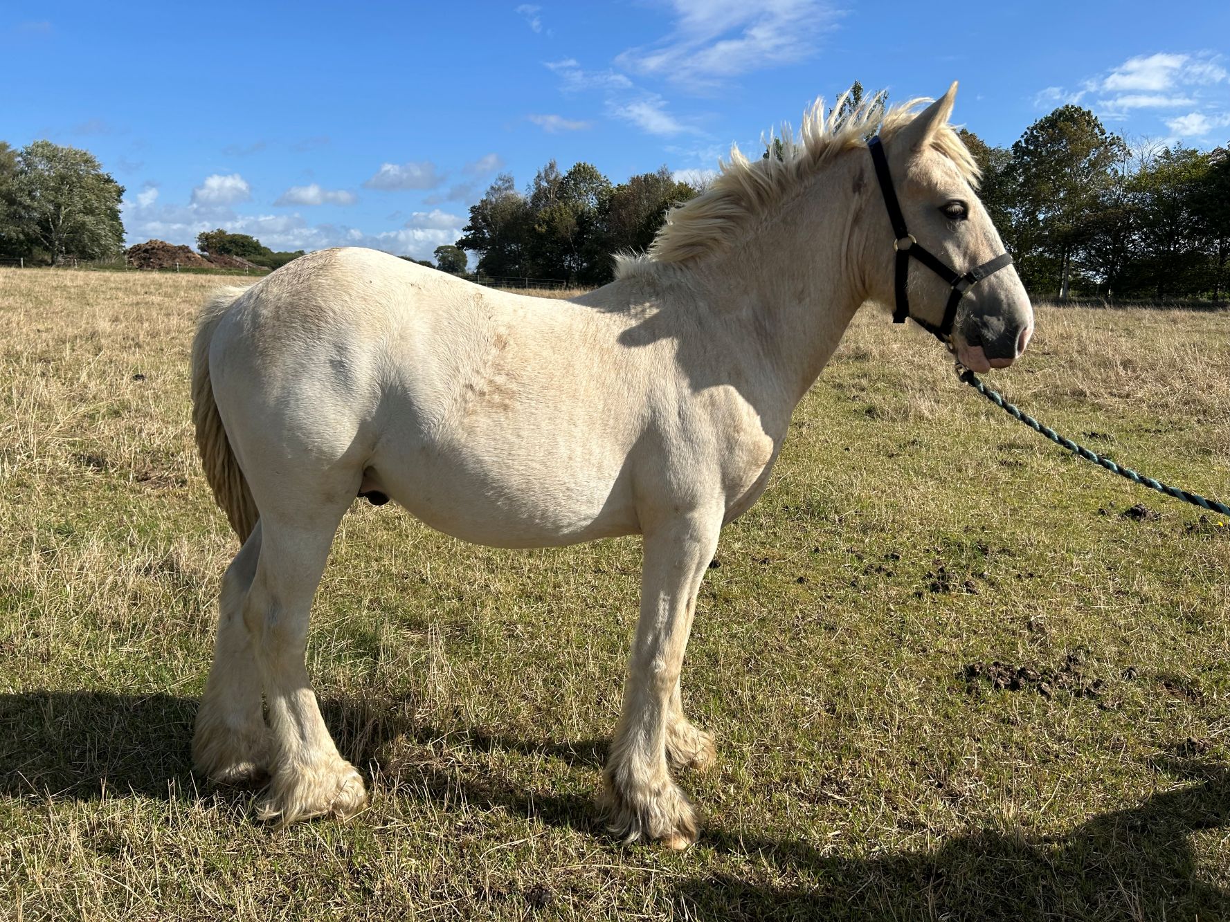 Additional image of Cratloe Blondie