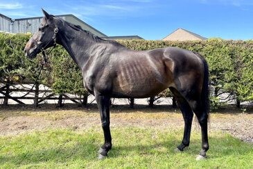 Rosebank Zafire (Arnie)