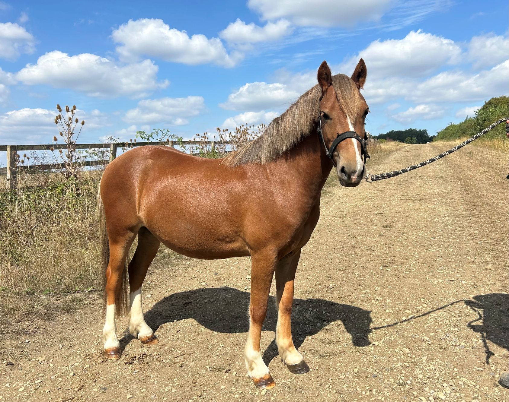 Additional image of Ginger