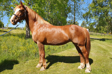 Carberry Seren