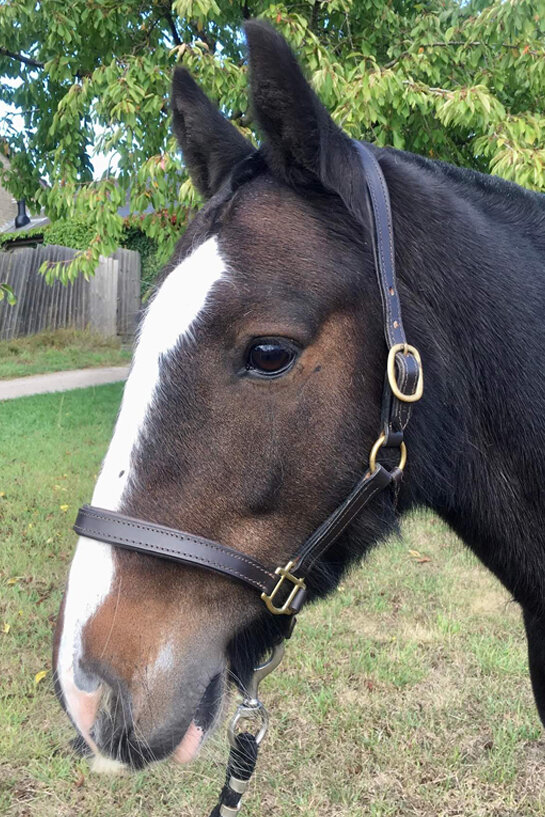 Headshot of The Teddy Boy (Teddy)