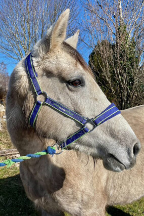Headshot of Calderberry Sparke - white horse with head collar on