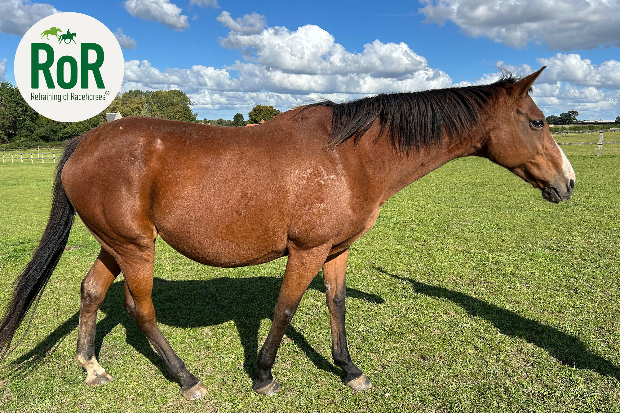 photo of Pursuit of Purpose