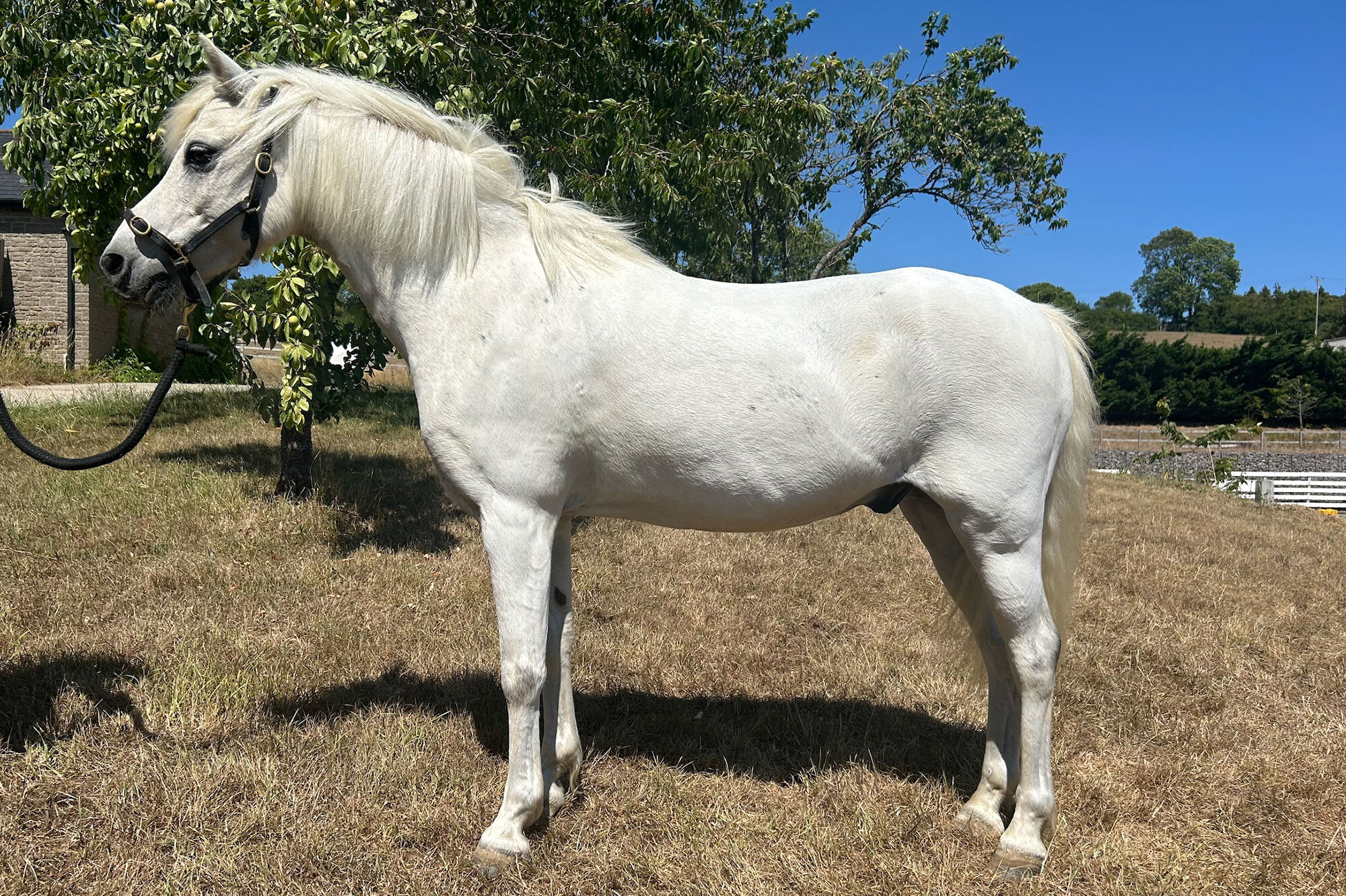Additional image of Latte