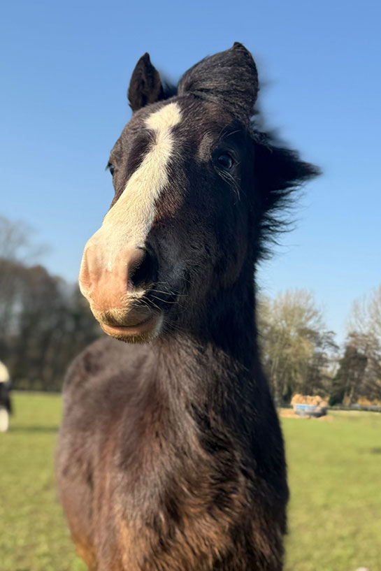 Additional image of Curly Wurly