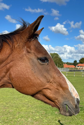 Headshot of Pursuit of Purpose