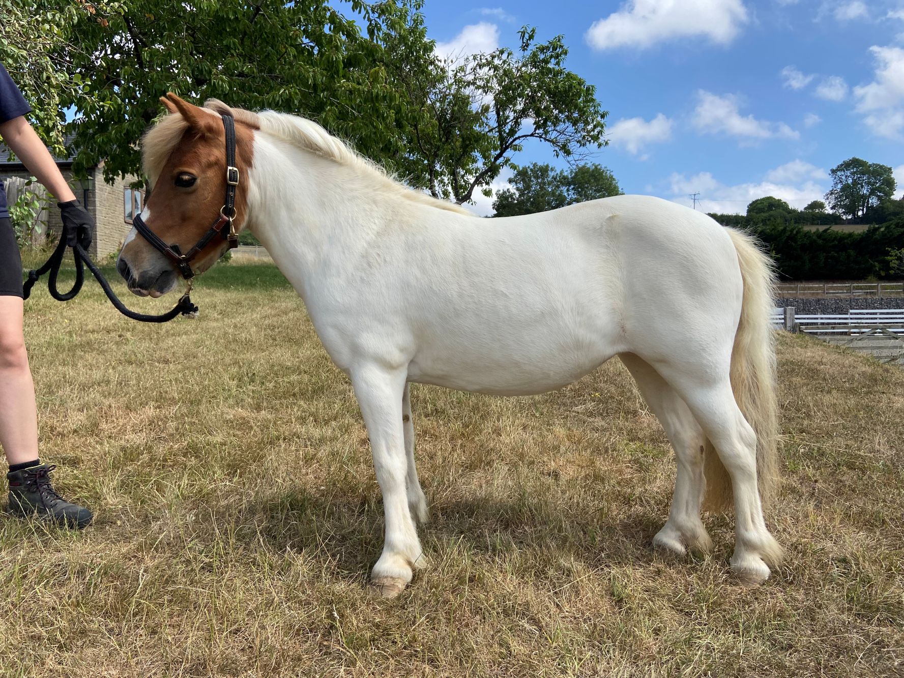 photo of Pixie (Thumbelina)