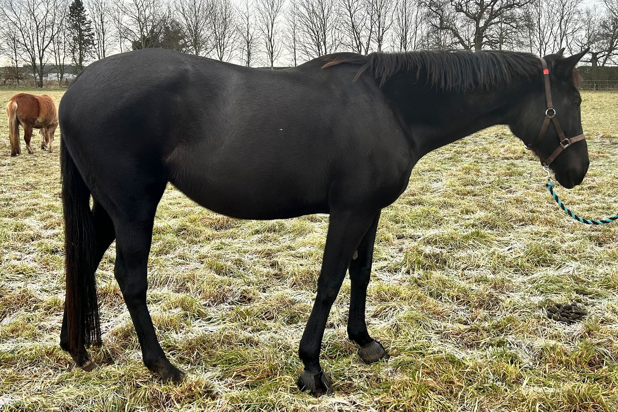 photo of Black Feather (Velvet)