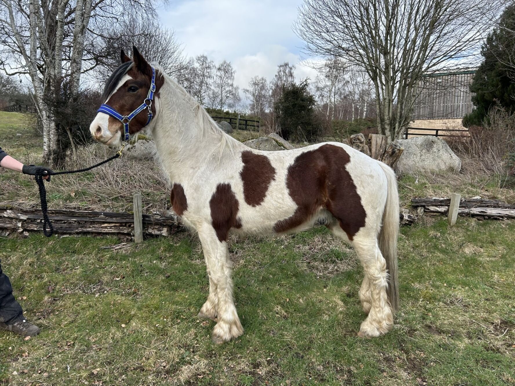 Additional image of Piper