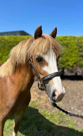 Headshot of Calderberry Sparke - white horse with head collar on