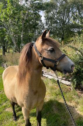 Headshot of Toffee