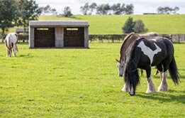 Skewbald horse standing in grassy field looking over metal gate